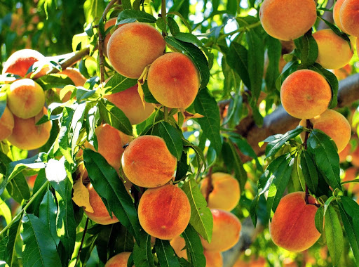 Why You Should Eat Georgia Peaches